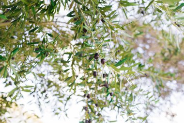 Yunan olive grove detay