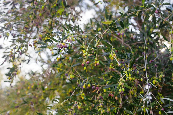 Greek olive grove detail