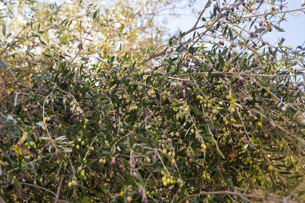 Greek olive grove detail