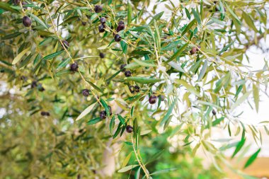 Akdeniz zeytin tarlası ve eski zeytin ağacı hasat için hazır.