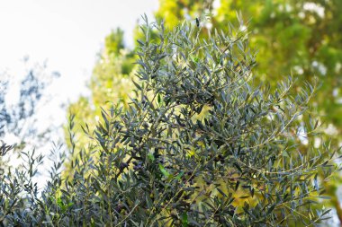 plantation of olive trees