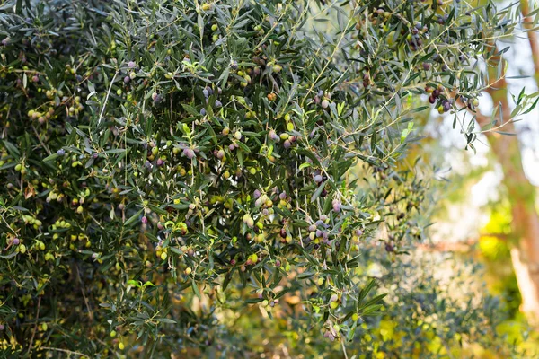 Mediterrane olijfgaard met oude olijfboom klaar voor oogst. — Stockfoto