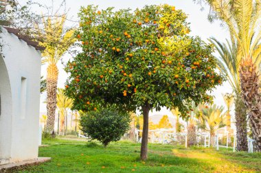 Portakal ağacı meyvesi.