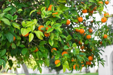 Portakal ağacı meyvesi.