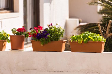 Farklı potted bitki ve fidan açık