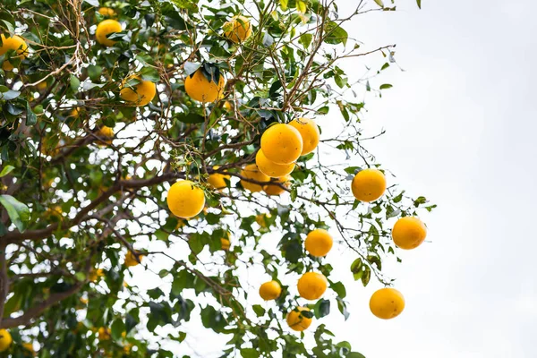 Apelsinträd planteringar — Stockfoto