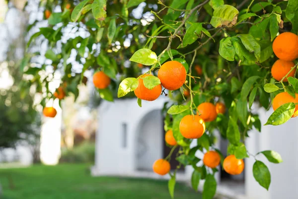 Plantações de laranjeiras — Fotografia de Stock