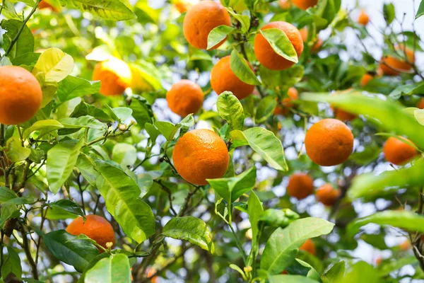 Frukten av det orange trädet. — Stockfoto