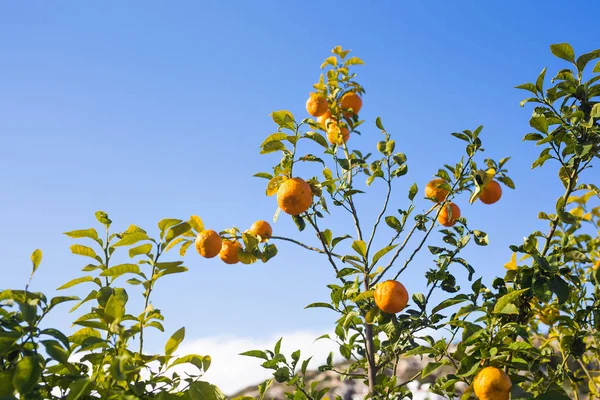 Apelsinträd planteringar — Stockfoto