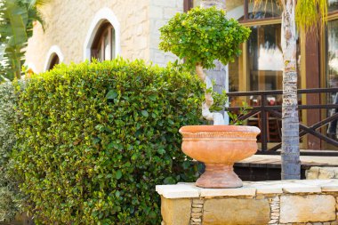 Renkli Saksı bitkileri