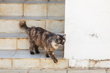 Şirin kedi açık havada