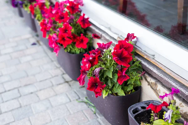 Farklı potted bitki ve fidan açık