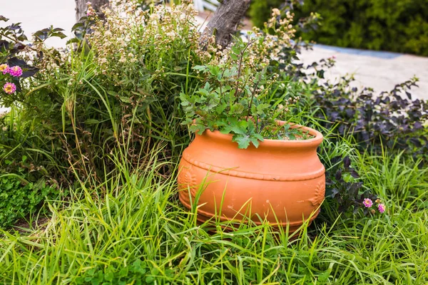 Plantas envasadas verdes ao ar livre — Fotografia de Stock