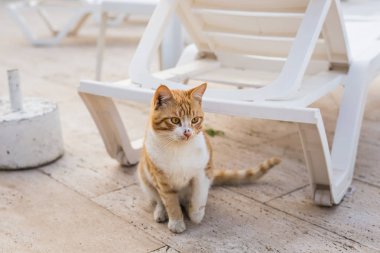 Şirin kedi yakın havuzu, güneşli beyaz sandalyede oturan