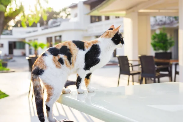 Roztomilý kočka venku — Stock fotografie