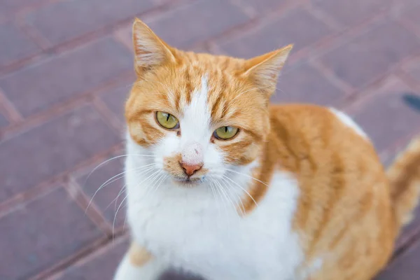 Cute cat outdoors — Stock Photo, Image