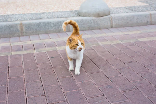 Conceito de animais sem-teto - Stray gato tristeza suja na rua — Fotografia de Stock