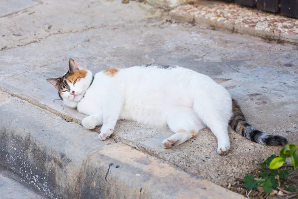 Obesity concept - white fat lazy cat in the street — Stock Photo, Image