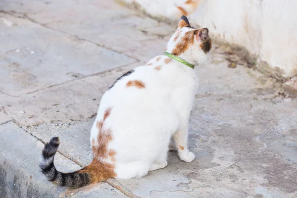 Begreppet husdjur - Orange och vit Spräcklig katt med krage utomhus — Stockfoto