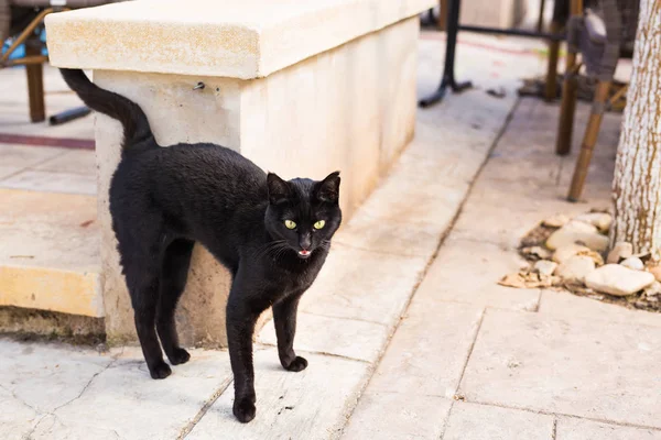 Czarny kot, chodzenie na zewnątrz — Zdjęcie stockowe