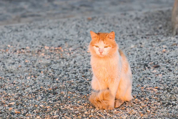 Concepto de animales sin hogar - Gato callejero en la calle — Foto de Stock