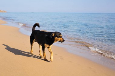 Köpek sahilde yürüyor.