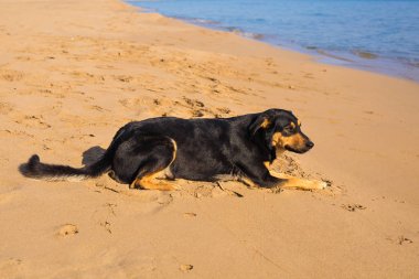 Köpek tek başına denize bakan yumuşak ıslak plaj kum üzerinde