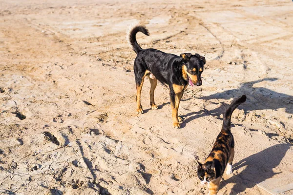 Собака и кошка играют вместе на открытом воздухе — стоковое фото