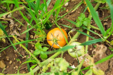 Domatesleri yetiştiriyorum. Sebze bahçesinde olgunlaşmamış domatesler.