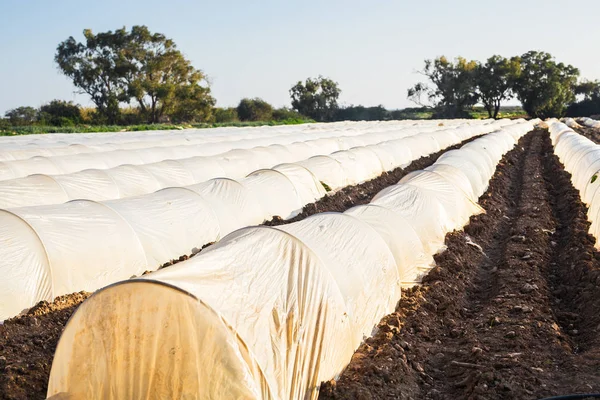 Serres dans le jardin de campagne au printemps — Photo