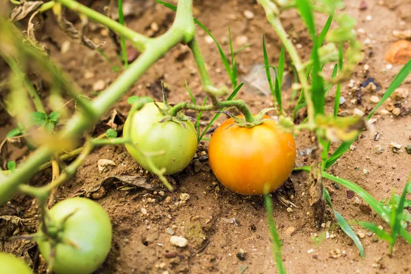 Growing the tomatoes. Unripe tomatoes in the vegetable garden.