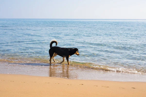 Köpek sahilde yürüyor. — Stok fotoğraf