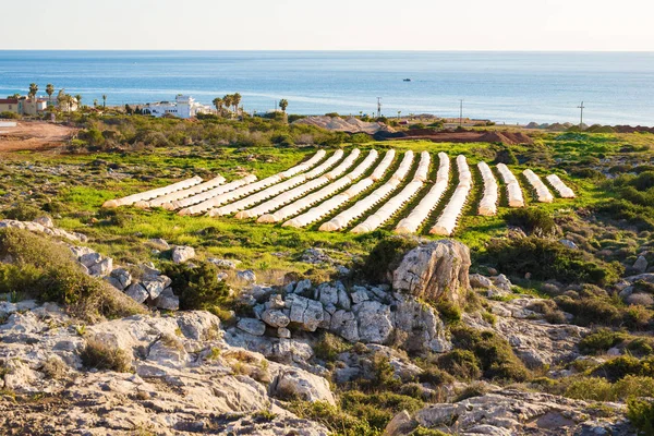 Serres dans le jardin de campagne au printemps — Photo