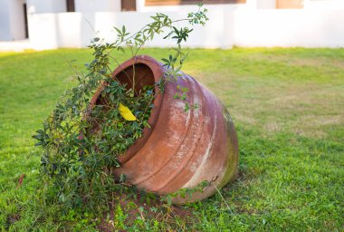 Saksılı bitki açık yeşil