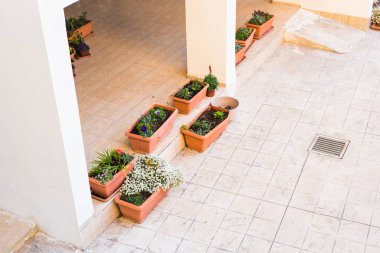 Farklı potted bitki ve fidan çiçekçi dükkanı girişinde yakın: