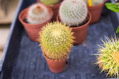 Farklı potted bitki ve fidan çiçekçi dükkanı girişinde yakın: