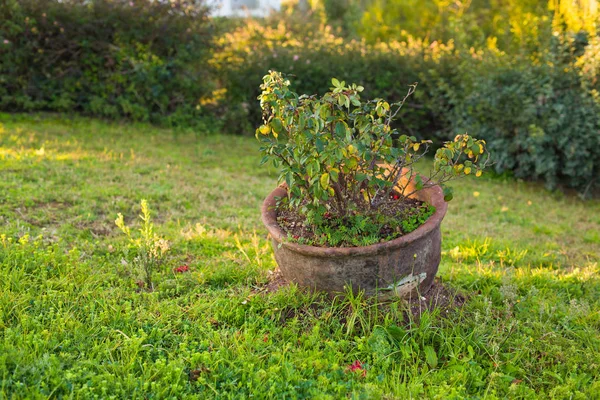 Grüne Topfpflanze im Freien — Stockfoto