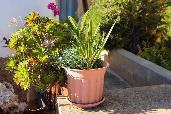 Diferentes plantas em vasos e mudas perto da entrada da florista loja — Fotografia de Stock