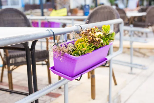 Gekleurde potplanten — Stockfoto