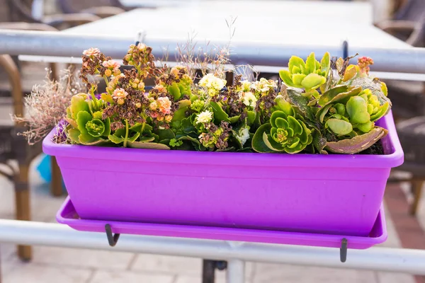 Plantas en maceta coloreadas —  Fotos de Stock