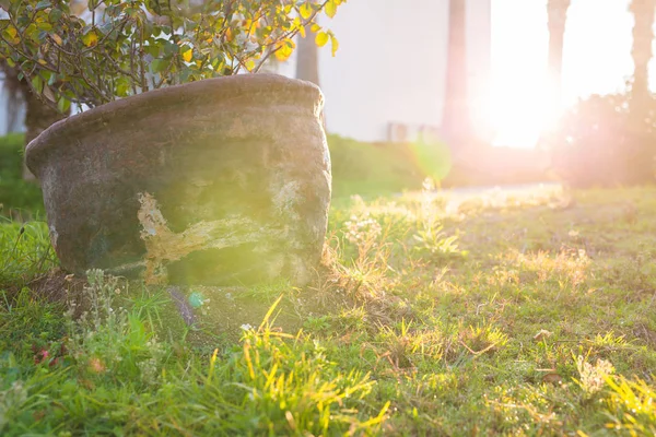 Green potted plant In the sun.