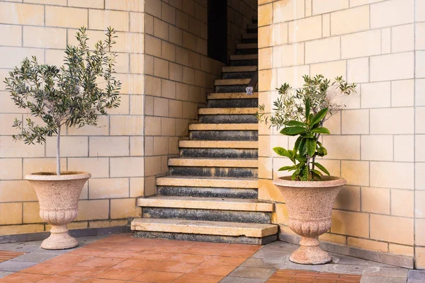 Plantas envasadas verdes Em frente à entrada do edifício . — Fotografia de Stock