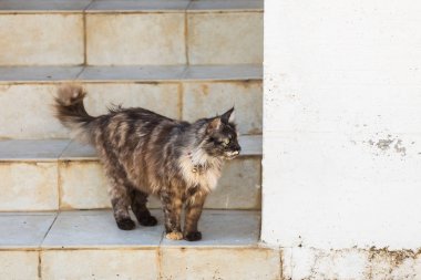 Şirin kedi açık havada