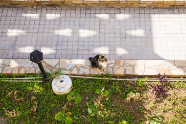 Sevimli kediler açık havada. Üstten Görünüm