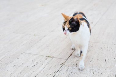 Şirin kedi açık havada