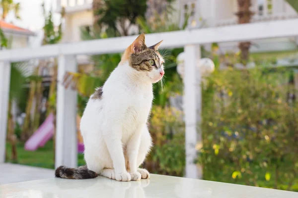 Lindo gato al aire libre —  Fotos de Stock