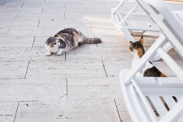 Concepto de animales sin hogar - Gato de tristeza sucia callejera — Foto de Stock