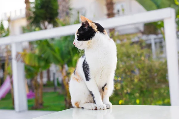 Roztomilý kočka venku — Stock fotografie