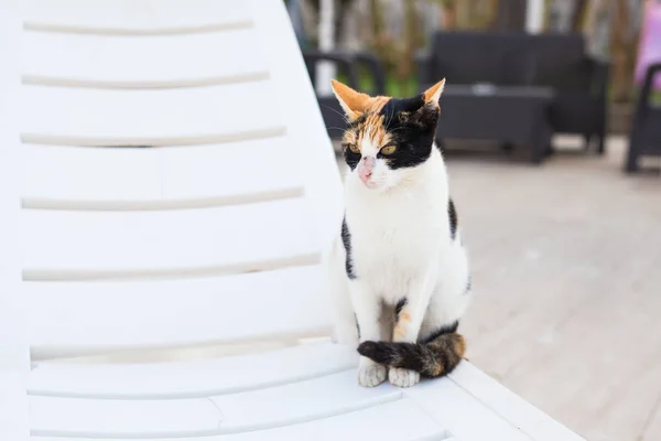 Lindo gato sentado en silla blanca cerca de la piscina, soleado —  Fotos de Stock