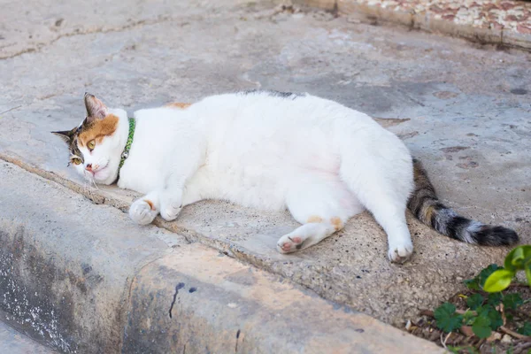 肥満コンセプト - 白い脂肪怠惰な猫の通りで — ストック写真